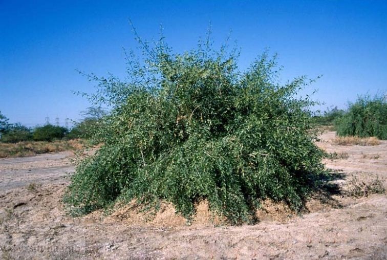 شجرة-السواك.