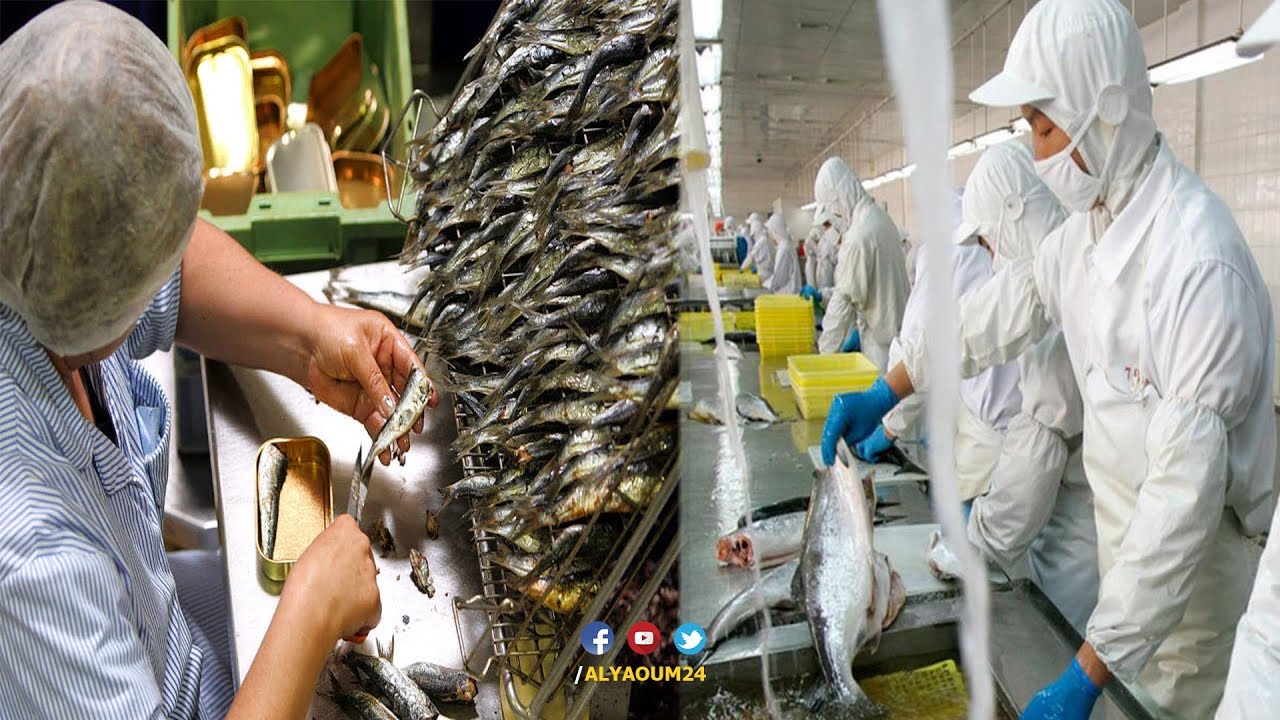 خبايا تصنيع السمك بالصحراء