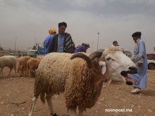 مديرة “أونسا” لنون بوست:تحسيس لمربي الدجاج والصيادلة وهذا عدد الأضاحي