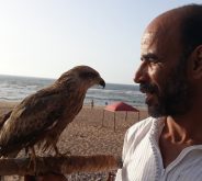 “الحدأة السوداء”..طائر مهاجر يستعيد جناحه المكسور على شاطئ لكزيرة