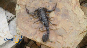 بوطروش:لسعة عقرب تنهي حياة طفلة