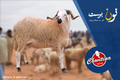 “شويطينة شو” ..في أولى الحلقات بسوق الأضاحي بسيدي إفني