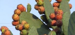 موقع الماني:فوائد صحية لا تعرفها عن أكناري