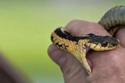 لدغة أفعى سامة ترسل خمسيني من تيوغزة الى أكادير