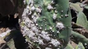 منظمة حقوقية تطالب بتسييج”مناطق القرمزية”