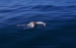 إنتشال جثة بشواطئ سيدي افني