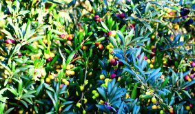 ومضة فلاحية: موسم جني الزيتون بأربعاء الساحل