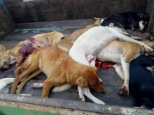 سلطات سيدي افني تشن حملة على الكلاب الضالة