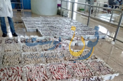 عودة مراكب صيد الجر لميناء سيدي افني