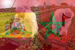 فراولة اسبانيا تنتظر آلاف العاملات المغربيات منهن هذا العدد من افني