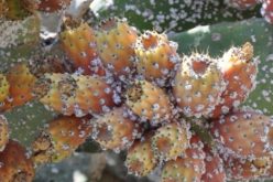 الحشرة القرمزية