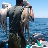 طانطان: ارتفاع مهم في إنتاج الأخطبوط