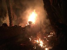 حريق واحة آسا