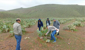 الحشرة القرمزية المدمرة تحل بعاصمة الصبار.