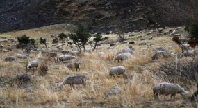 هل ستفعل عمالة سيدي افني حلول استباقية للرعي الجائر؟