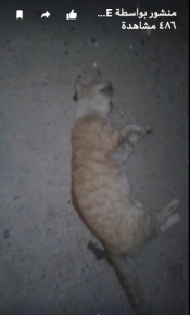القط ضحية”مسلح الكويرة”