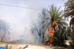 حريق يأتي على أزيد من 800 نخلة بواحة تيغمرت بكلميم