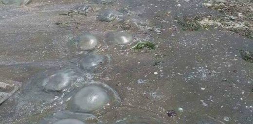 قناديل البحر تقلق رواد شواطئ جهة واد نون