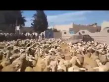 ولاية أكادير تؤطر تنقلات الرعاة الرحل