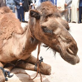 و يستمر ســـوء الـــفهم!!!