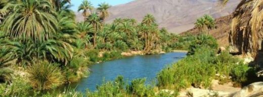 كارثة بيئية تهدد تغجيجت ونشطاء يطلقون هاشتاغ “تغجيجت واحة تحتضر”