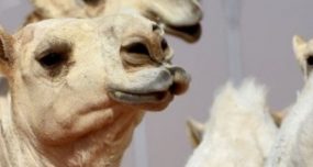 طرفاية : الدورة الاولى لسباق الابل الساقية الحمراء