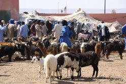 ارتفاع أسعار الأضاحي بسوق كلميم