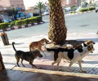 كلميم: كلب مسعور يهاجم طفل ويرسله إلى المستشفى