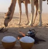 الابل وعلاقتها بالانسان الصحراوي.