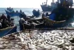 الثروة السمكية بشواطئ الداخلة تعرف إستنزافا كبيرا وخطيرا