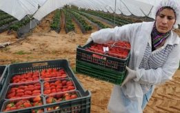 الإسبان يرغبون في المزيد من العاملات الفلاحيات المغربيات