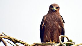 الحدأة.. صقر النار المتسبب في امتداد حرائق استراليا