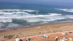 قطيع من الغنم يتسكع بشاطئ سيدي إفني