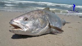 الكوربينة…