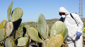 اختراع مبيد للحشرة القرمزية بسيدي إفني