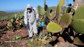 سيدي افني : جماعة صبويا تعاني من هجوم الحشرة القرمزية ليلا ونهارا