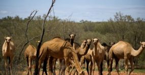 “مجزرة الإبل”.. أستراليا تبدأ إعدام 10 آلاف جمل