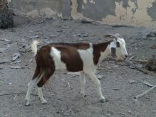 بعد “شاة”سيدي افني”قطة”تهاجر من الدار البيضاء إلى انجلترا