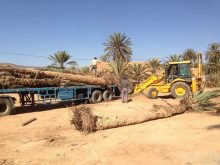 سخط على مواقع التواصل بسبب إقتلاع أشجار النخل من واحة تغمرت .