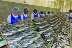 عاملة تلقي حتفها باحد معامل تصبير الاسماك بطانطان