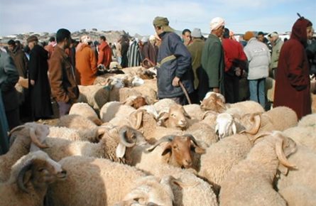 توزيع أزيد من 20 ألف قنطار من الشعير المدعم على الكسابة ومربي الماشية بآسا الزاك