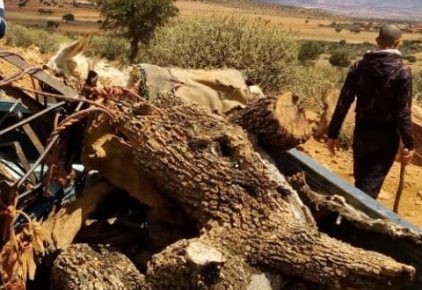 صناعة الفحم واجتثات “الأركان” بسيدي إفني .. هكذا تفاعلت الجهات المعنية