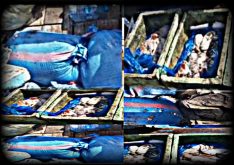 ضبط قارب صيد تقليدي محمل بالاخطبوط بشواطئ الداخلة