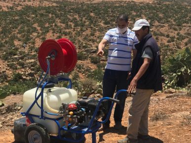 رئيس جماعة أفركط بعد ظهور الحشرة القرمزية يدق ناقوس الخطر