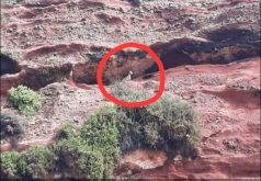 من ينجد هذه الشاة المحصورة بشاطئ سيدي افني؟