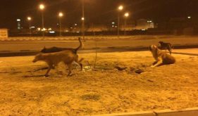 ساكنة مدينة اسا تطالب بالتدخل للحد من خطر الكلاب الضالة