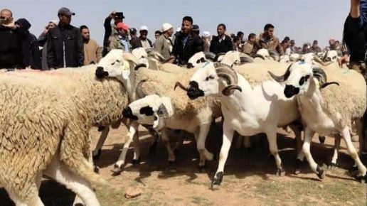 صلاة عيد الأضحى في البيوت