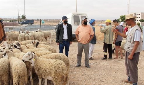 رئيس بلدية كلميم يتفقد سوق بيع الاضاحي