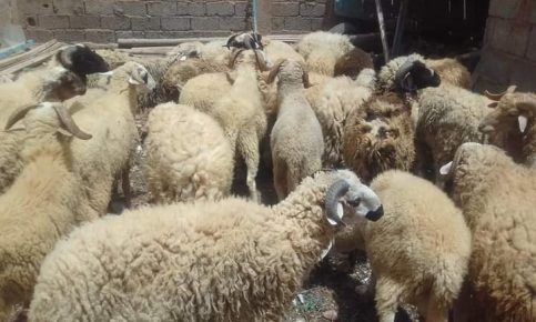 مؤسسةافني لكفالةاليتيم تدخل البسمة على 106 عائلة