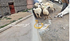 من المسؤول عن إنتشار أحواش الاغنام بحي أمحيريش الذي يؤرق ساكنة الحي